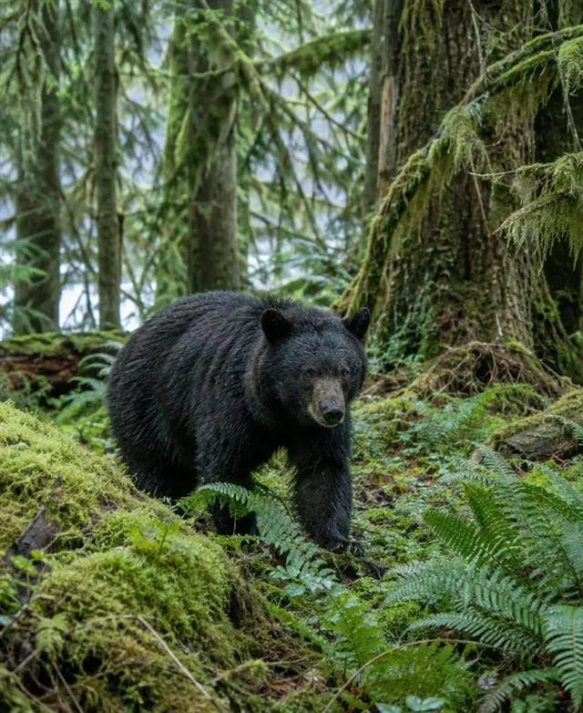 Black Bear Hunts | Alaska Coastal Hunts Black Bear Hunts in coastal Alaska