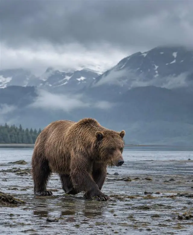 Brown Bear Hunts | Alaska Coastal Hunts Brown Bear Hunts in coastal Alaska
