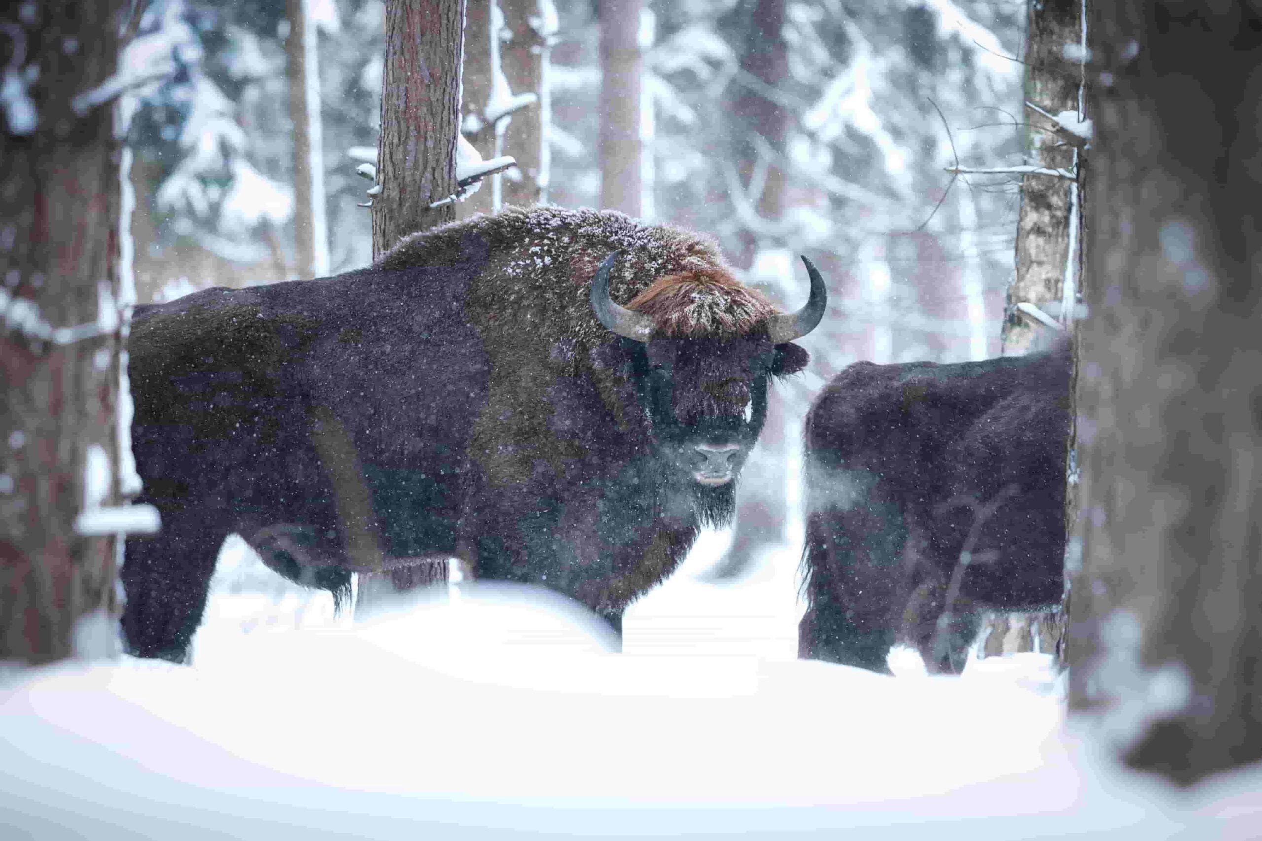 Why Thermal Imaging Changes the Game for Alaska Hunters